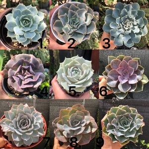 Examples of succulents